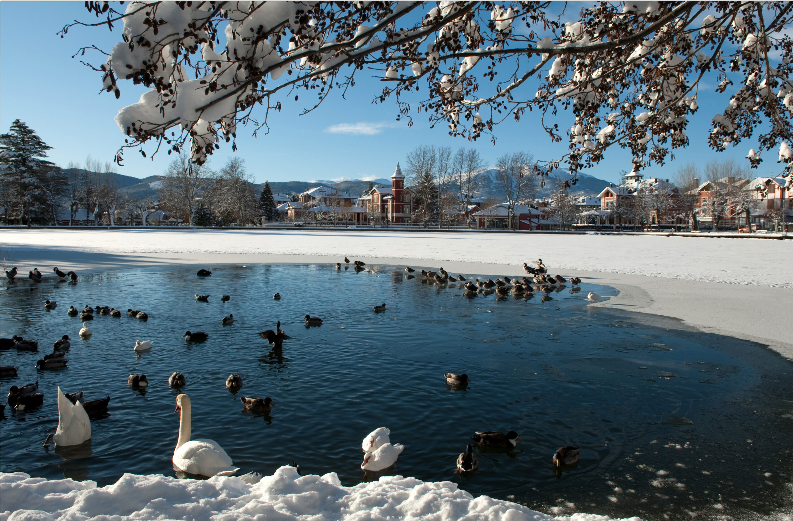 El lago de Puigcerdá en invierno, con vistas a los Apartamentos Boutique Torreta del Llac, La Cerdanya