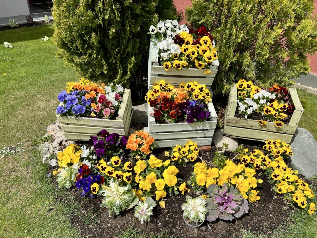 Flors jardí 1